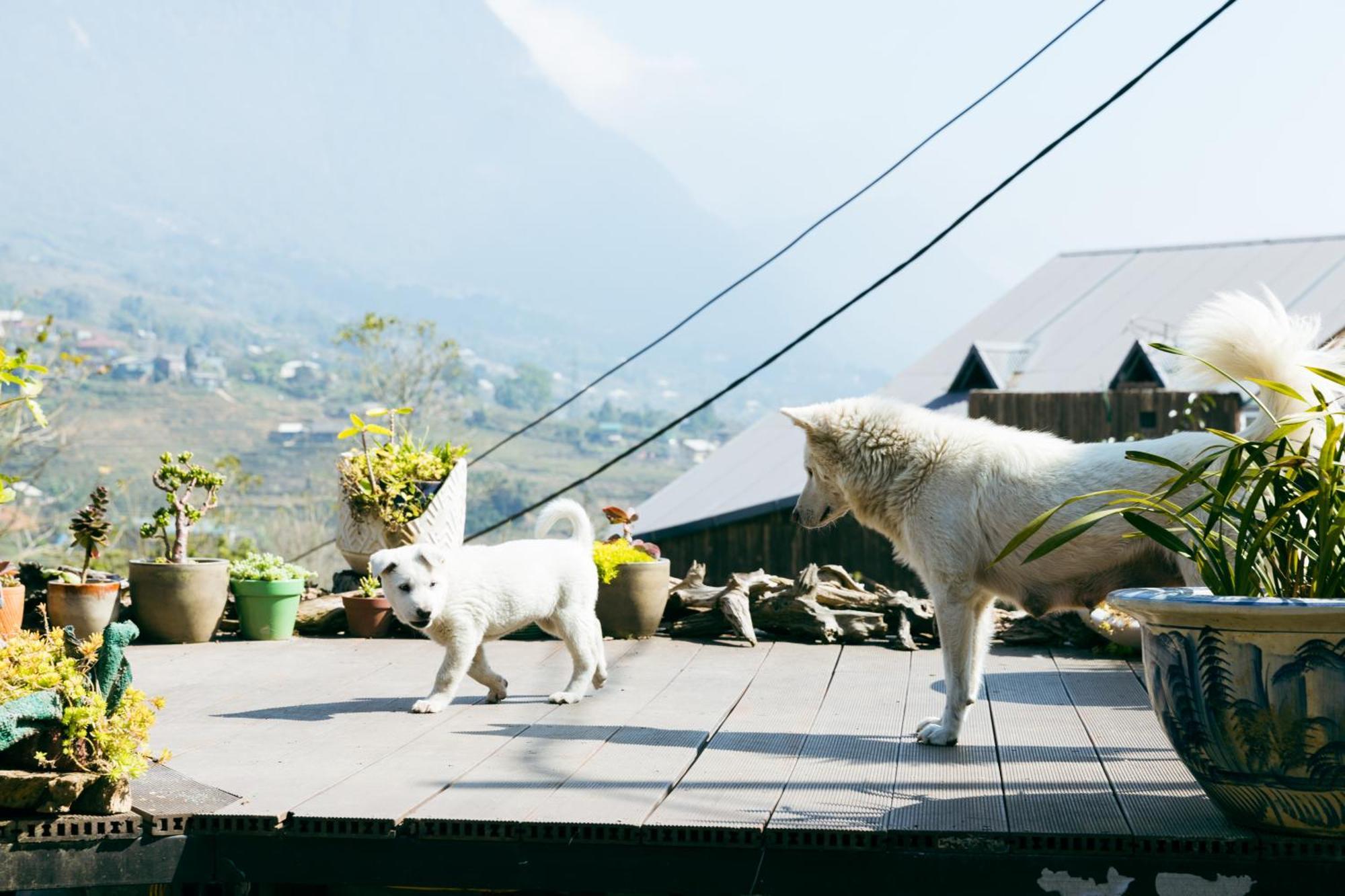 Hotel Sapa Plum Eco House Exterior foto